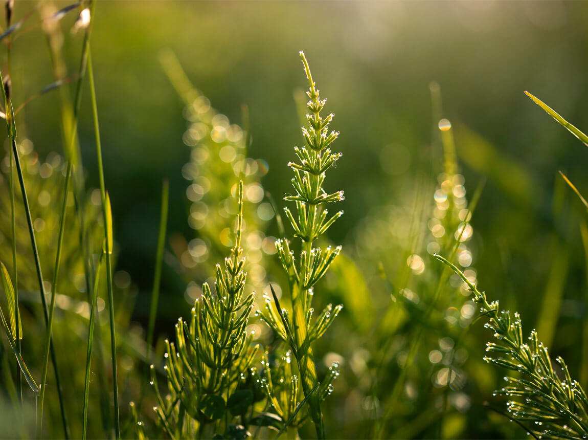 coada calului de câmp