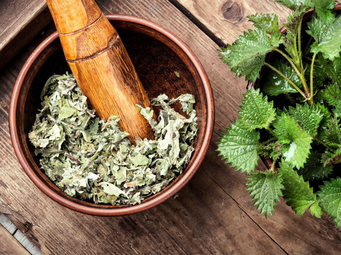urtica - plante medicinale