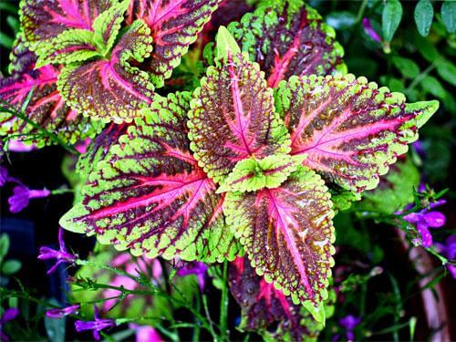  Coleus forskohlii - merită utilizat? Ce beneficii are urzica indiană?