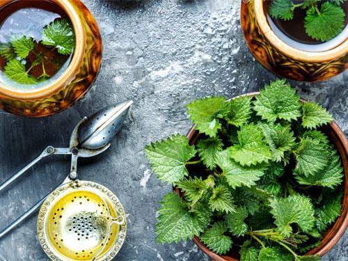 Urtica dioica – proprietăți, acțiune și utilizare